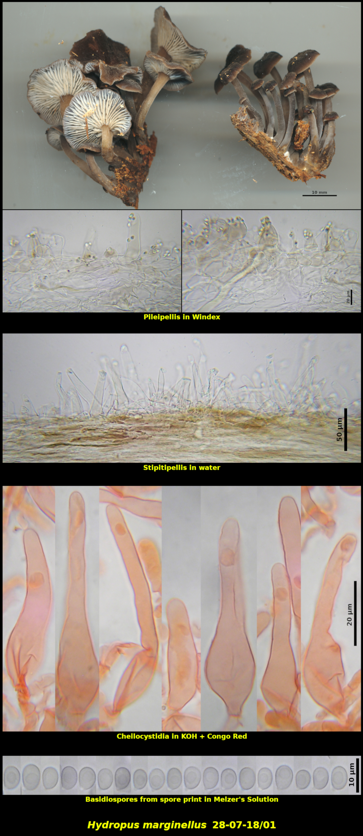 Picture of Hydropus_marginellus 28-07-18/01